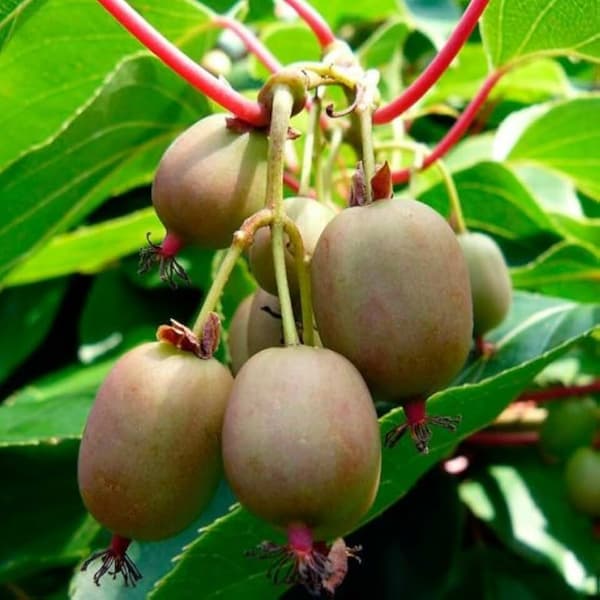 تصویر 1 از خرید و قیمت کیوی صادراتی + فروش عمده